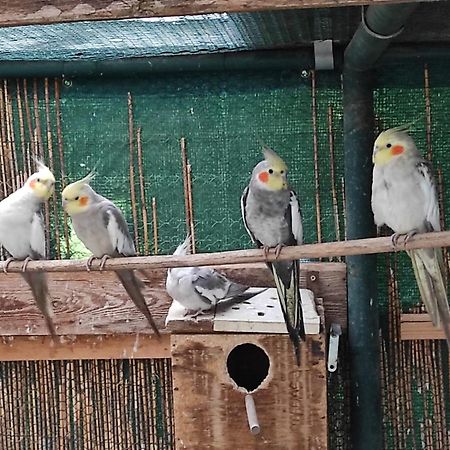 Penzion Kosky Hamr 外观 照片